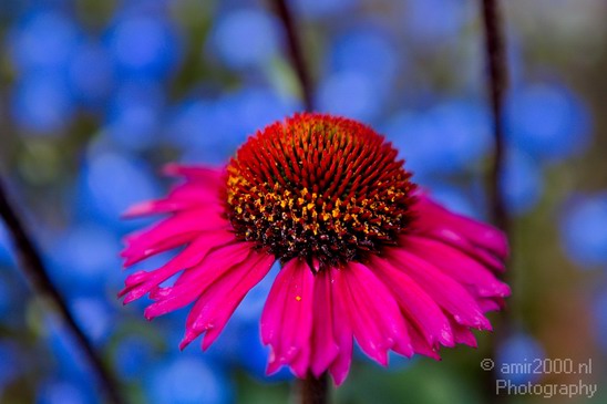 Flower_nature_macro_Landscape_Photography_130_Canon_EOS_5D_Mark_IV.JPG