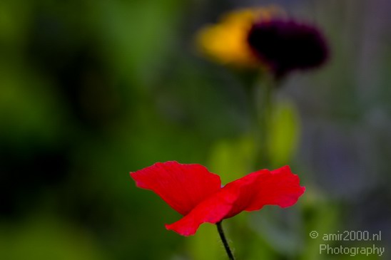 Flower_nature_macro_Landscape_Photography_142_Canon_EOS_5D_Mark_IV.JPG