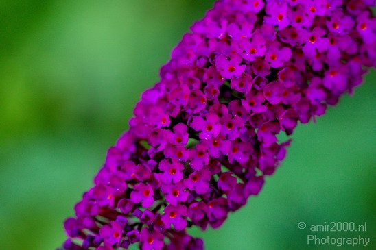 Flower_nature_macro_Landscape_Photography_143_Canon_EOS_5D_Mark_IV.JPG