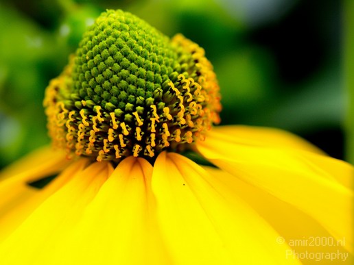 Flower_nature_macro_Landscape_Photography_152_Canon_EOS_5D_Mark_IV.JPG