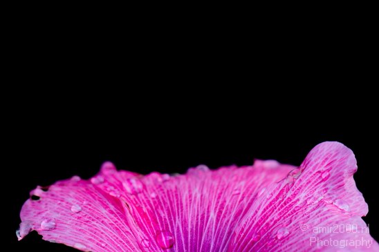 Flower_nature_macro_Landscape_Photography_160_Canon_EOS_5D_Mark_IV.JPG
