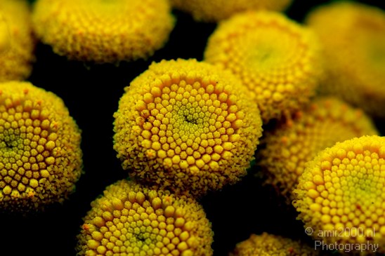 Flower_nature_macro_Landscape_Photography_172_Canon_EOS_5D_Mark_IV.JPG
