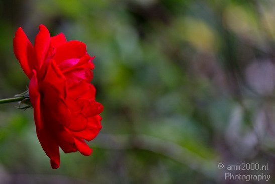 Flower_nature_macro_Landscape_Photography_181_Canon_EOS_5D_Mark_IV.JPG