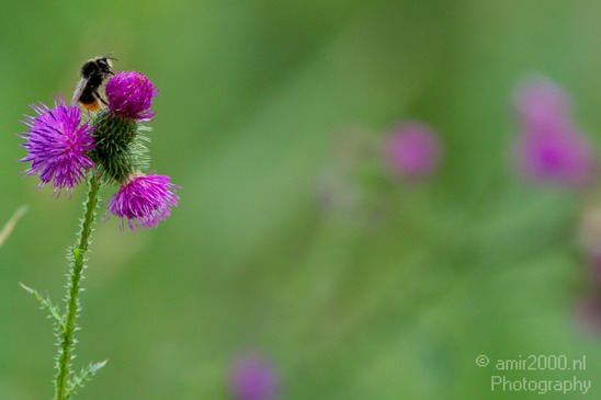 Flower_nature_macro_Landscape_Photography_184_Canon_EOS_5D_Mark_IV.JPG