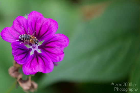 Flower_nature_macro_Landscape_Photography_186_Canon_EOS_5D_Mark_IV.JPG