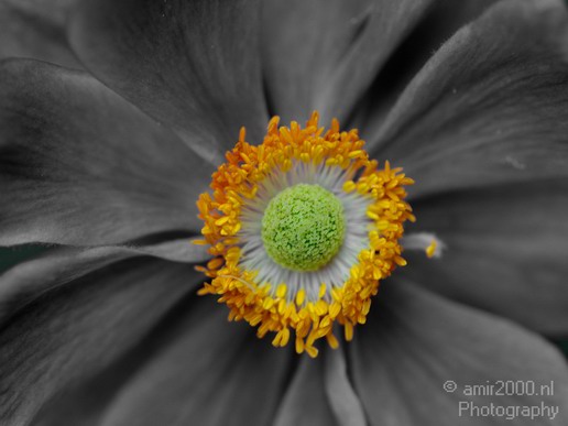 Flower_nature_macro_Landscape_Photography_191_Canon_EOS_5D_Mark_IV.JPG