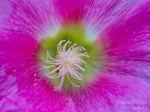 Flower_nature_macro_Landscape_Photography_192_Canon_EOS_5D_Mark_IV.JPG