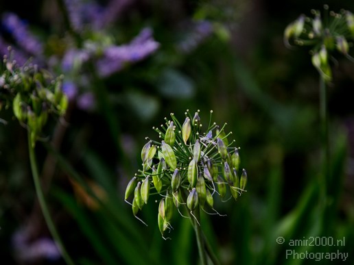 Flower_nature_macro_Landscape_Photography_193_Canon_EOS_5D_Mark_IV.JPG