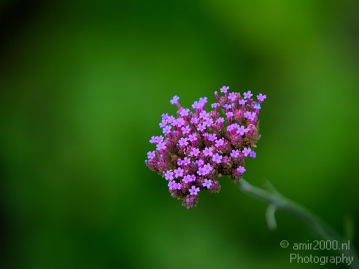 Flower_nature_macro_Landscape_Photography_194_Canon_EOS_5D_Mark_IV.JPG