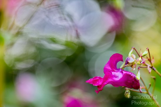 Flower_nature_macro_Landscape_Photography_203_Canon_EOS_5D_Mark_IV.JPG