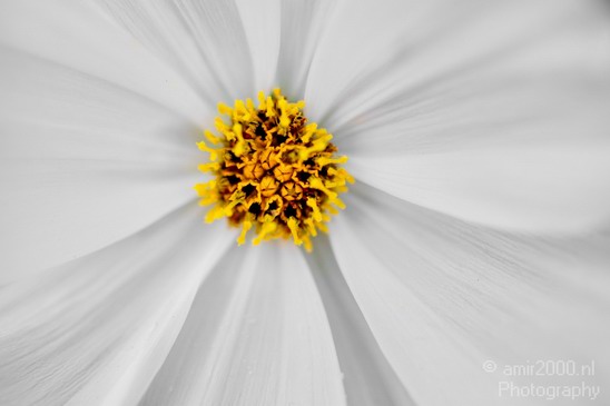Flower_nature_macro_Landscape_Photography_205_Canon_EOS_5D_Mark_IV.JPG