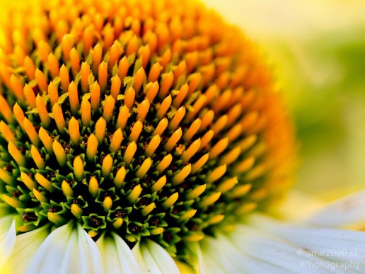 Flower_nature_macro_Landscape_Photography_222_Canon_EOS_5D_Mark_IV.JPG
