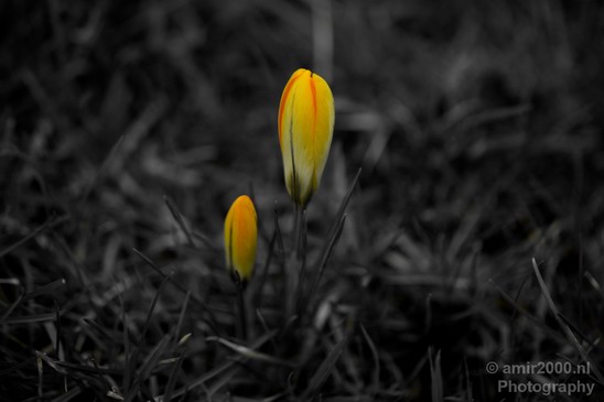 Flower_nature_macro_Landscape_Photography_233_Canon_EOS_5D_Mark_IV.JPG