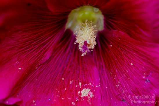 Flower_nature_macro_Landscape_Photography_249_Canon_EOS_5D_Mark_IV.JPG