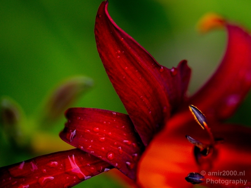 Flower_nature_macro_Landscape_Photography_254_Canon_EOS_5D_Mark_IV.JPG