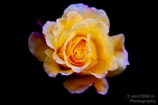Flower_nature_macro_Landscape_Photography_256_Canon_EOS_5D_Mark_IV.JPG