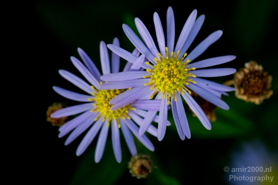 Flower_nature_macro_Landscape_Photography_263_Canon_EOS_5D_Mark_IV.JPG