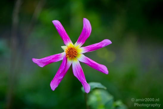 Flower_nature_macro_Landscape_Photography_267_Canon_EOS_5D_Mark_IV.JPG
