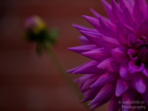 Flower_nature_macro_Landscape_Photography_268_Canon_EOS_5D_Mark_IV.JPG