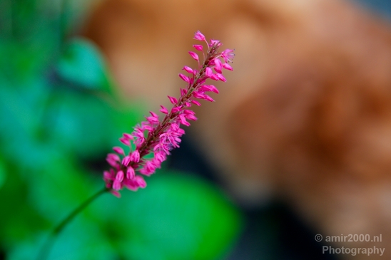 Flower_nature_macro_Landscape_Photography_271_Canon_EOS_5D_Mark_IV.JPG
