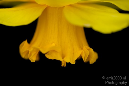 Flower_nature_macro_Photography_Landscape_001_Canon_EOS_5D_Mark_IV.JPG