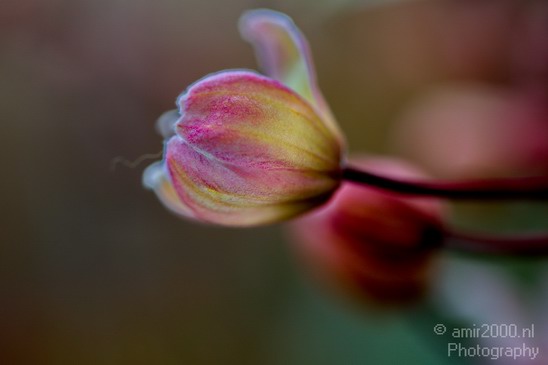Flower_nature_macro_Photography_Landscape_002_Canon_EOS_5D_Mark_IV.JPG