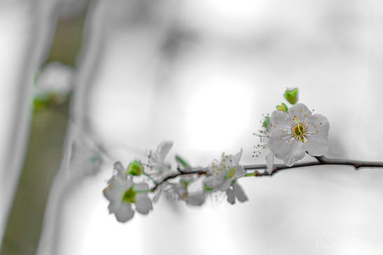 Flower_tree_blooming_nature_macro_Landscape_Photography_002_Canon_EOS_5D_Mark_IV.JPG