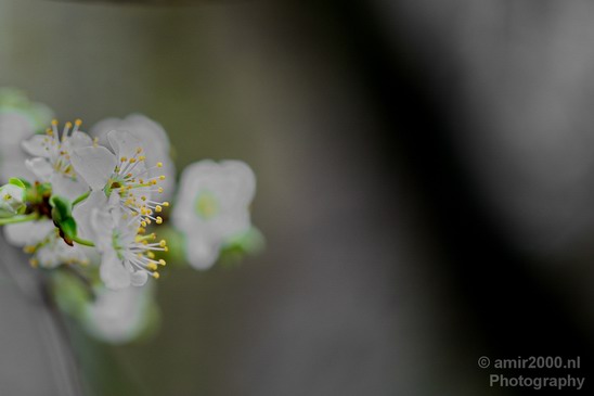 Flower_tree_blooming_nature_macro_Landscape_Photography_003_Canon_EOS_5D_Mark_IV.JPG