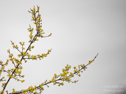 Flower_tree_blooming_nature_macro_Landscape_Photography_005_Canon_EOS_5D_Mark_IV.JPG