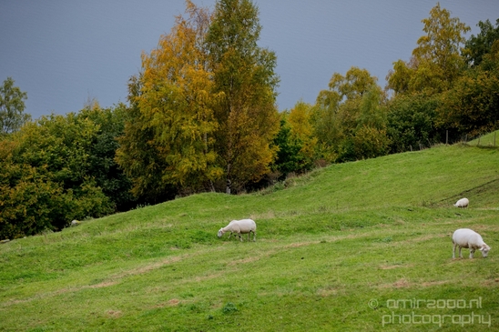 From_Naeroyfjord_to_Flam_the_beauty_of_Fjords_Norwegian_nature_landscape_Photography_070_Canon_EOS_5D_Mark_IV.JPG