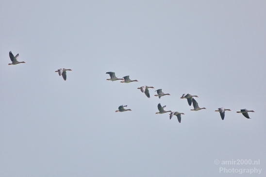Gans_goose_in_the_sky_nature_Landscape_Photography_001_Canon_EOS_5D_Mark_IV.JPG