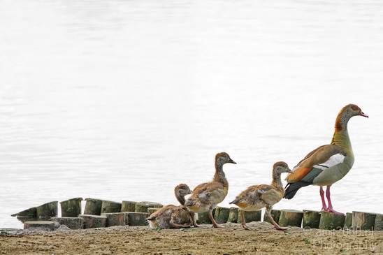 Gans_goose_nature_Landscape_Photography_001_Canon_EOS_5D_Mark_IV.JPG