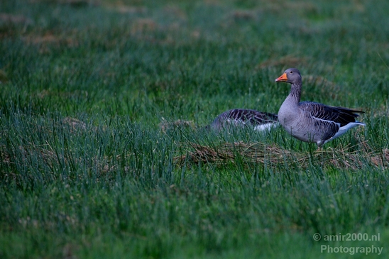 Gans_goose_nature_Landscape_Photography_006_Canon_EOS_5D_Mark_IV.JPG