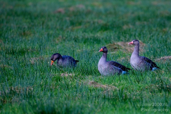 Gans_goose_nature_Landscape_Photography_007_Canon_EOS_5D_Mark_IV.JPG