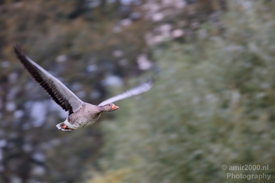 Gans_goose_nature_Landscape_Photography_008_Canon_EOS_5D_Mark_IV.JPG
