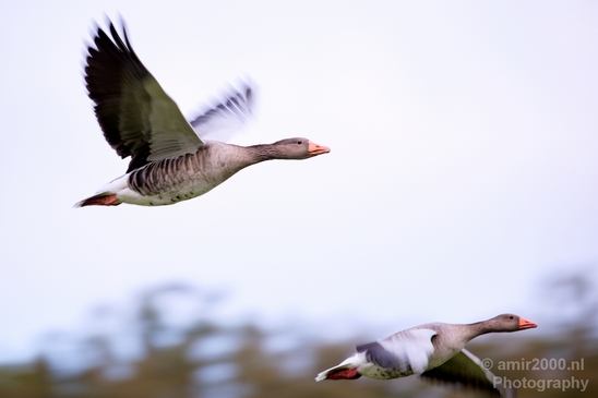Gans_goose_nature_Landscape_Photography_009_Canon_EOS_5D_Mark_IV.JPG