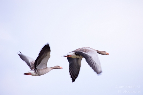 Gans_goose_nature_Landscape_Photography_010_Canon_EOS_5D_Mark_IV.JPG