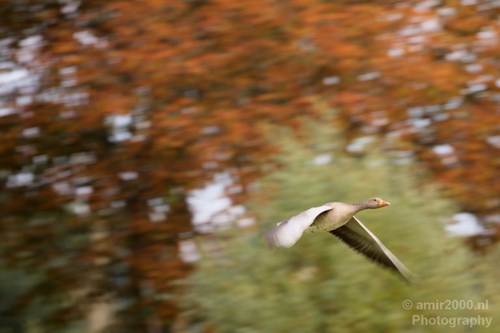Gans_goose_nature_Landscape_Photography_014_Canon_EOS_5D_Mark_IV.JPG