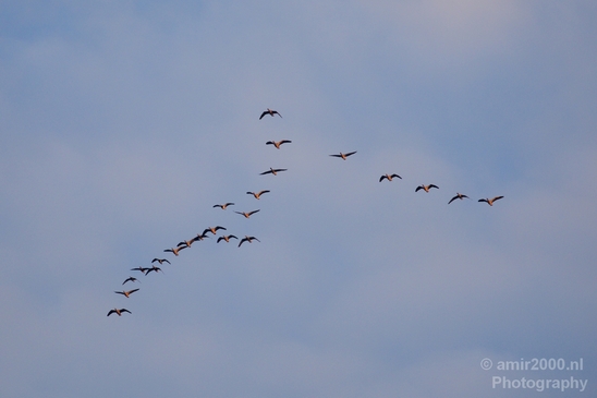 Gans_goose_nature_Landscape_Photography_015_Canon_EOS_5D_Mark_IV.JPG