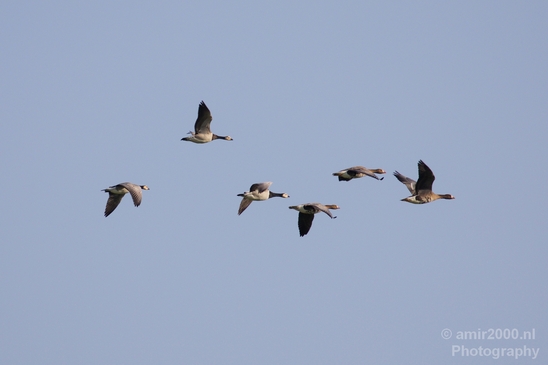 Gans_goose_nature_Landscape_Photography_020_Canon_EOS_5D_Mark_IV.JPG