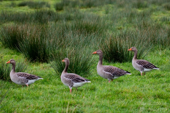 Gans_goose_nature_Landscape_Photography_021_Canon_EOS_5D_Mark_IV.JPG