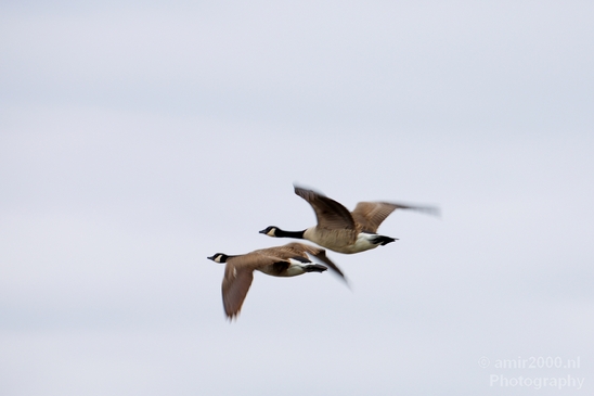 Gans_goose_nature_Landscape_Photography_022_Canon_EOS_5D_Mark_IV.JPG