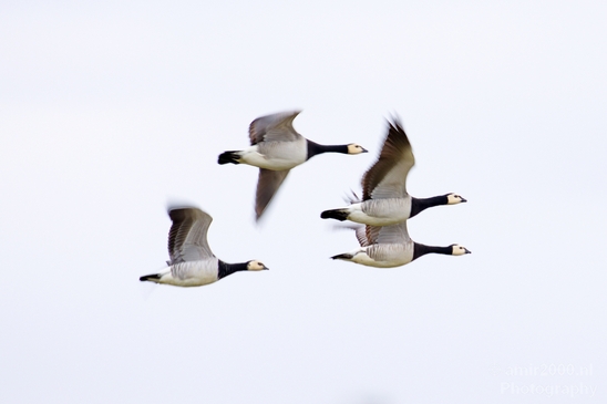 Gans_goose_nature_Landscape_Photography_023_Canon_EOS_5D_Mark_IV.JPG