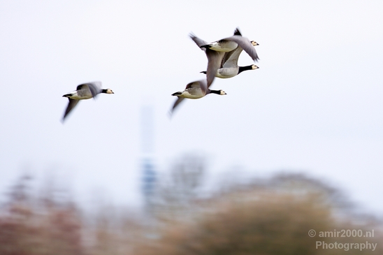 Gans_goose_nature_Landscape_Photography_024_Canon_EOS_5D_Mark_IV.JPG