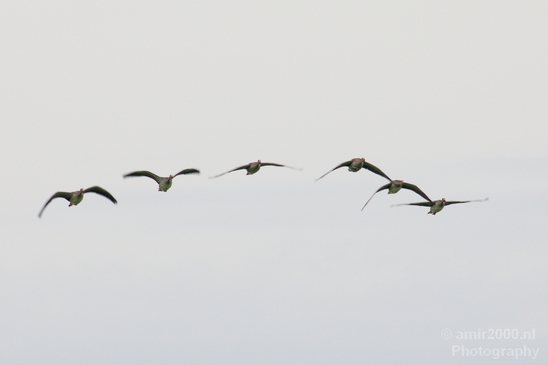 Gans_goose_nature_Landscape_Photography_025_Canon_EOS_5D_Mark_IV.JPG