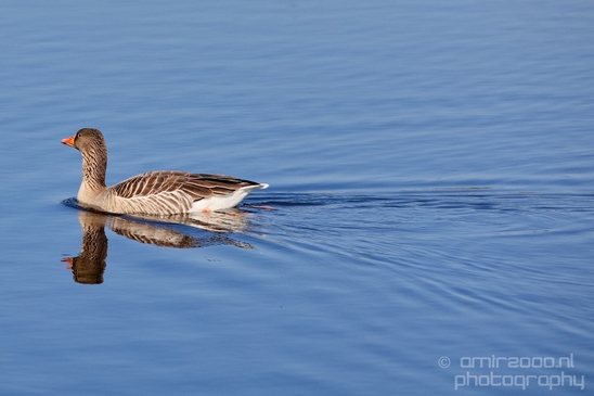 Gans_goose_nature_Landscape_Photography_028_Canon_EOS_5D_Mark_IV.JPG