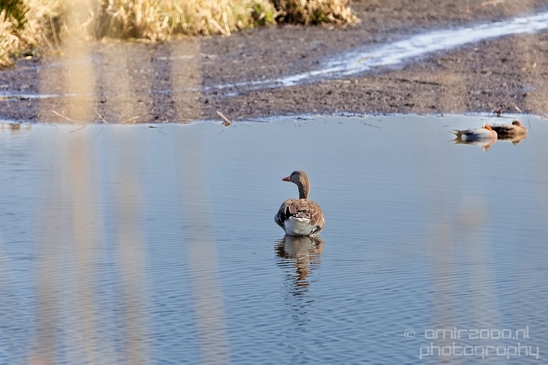 Gans_goose_nature_Landscape_Photography_030_Canon_EOS_5D_Mark_IV.JPG