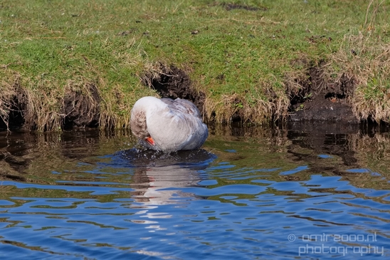 Gans_goose_nature_Landscape_Photography_032_Canon_EOS_5D_Mark_IV.JPG