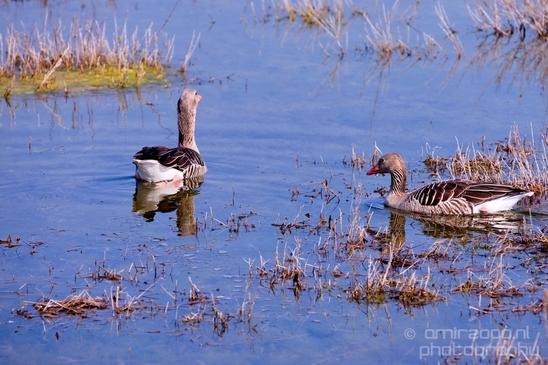 Gans_goose_nature_Landscape_Photography_034_Canon_EOS_5D_Mark_IV.JPG