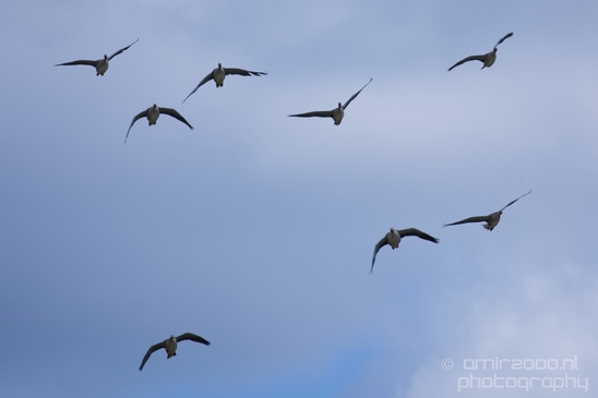 Gans_goose_nature_Landscape_Photography_038_Canon_EOS_5D_Mark_IV.JPG